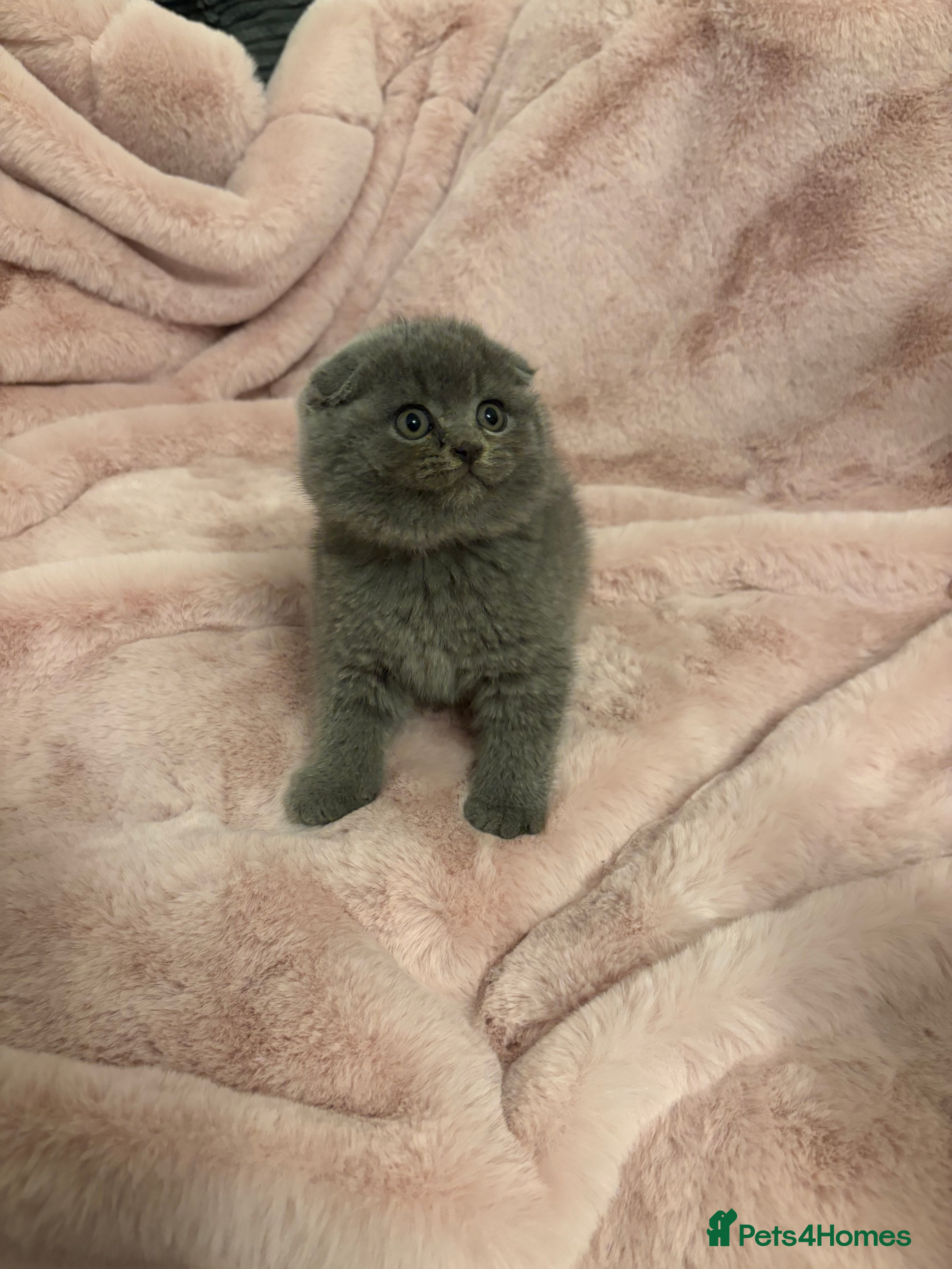 Scottish Fold cats One remaining - Chunky Male Scottish fold kitten - Advert 3