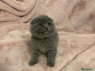 Scottish Fold cats One remaining - Chunky Male Scottish fold kitten - Advert 3