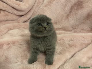 Scottish Fold cats One remaining - Chunky Male Scottish fold kitten - Advert 2
