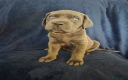 Cane Corso dogs for sale: Beautiful Blue Cane Corso Puppies - Image 4