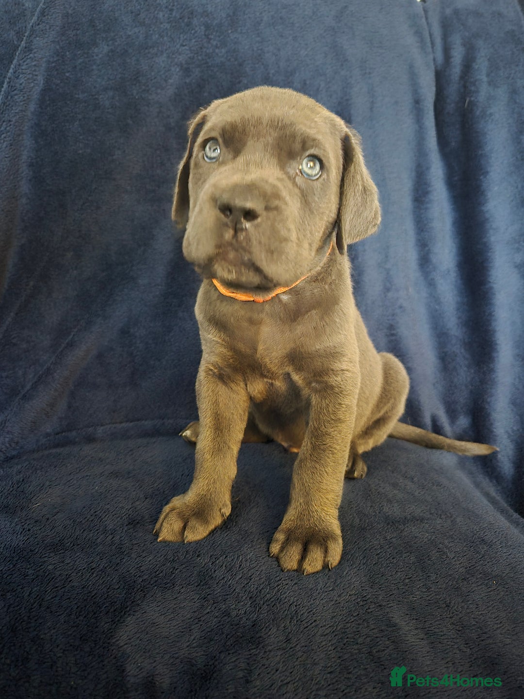 Cane Corso dogs for sale: Beautiful Blue Cane Corso Puppies - Image 4