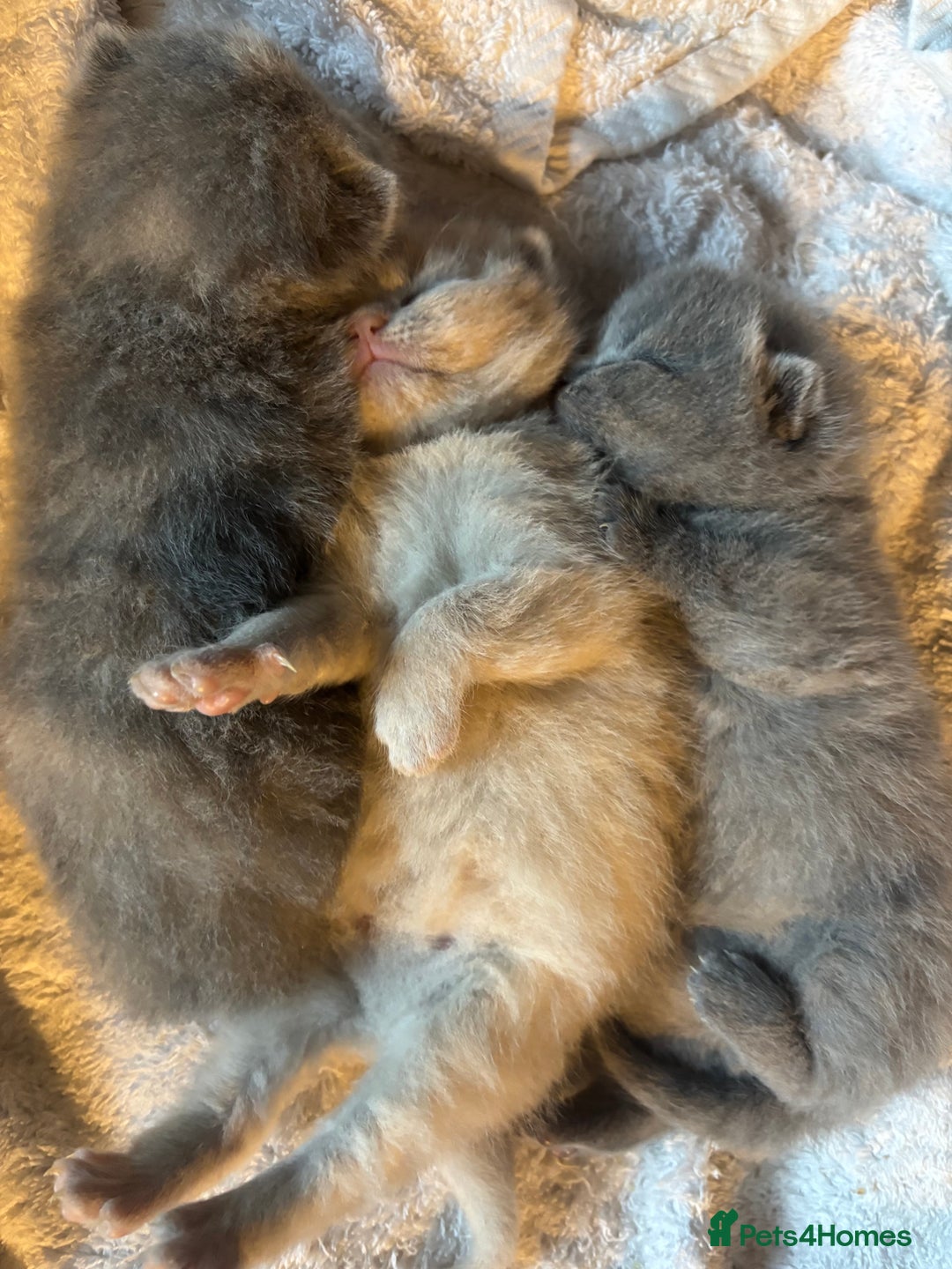 British Shorthair cats for sale: ⭐️Ready 23rd December⭐️ 2 left - British Shorthair - Advert 4