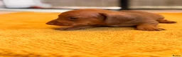 Miniature Dachshund dogs for sale: Dachshund puppies solid black and red - Advert 3