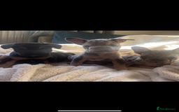 French Bulldog dogs for sale: French bulldogs boys and girls  - Image 7