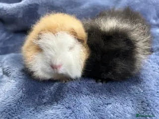 Guinea Pig rodents Swiss baby Guinea pigs - Advert 13