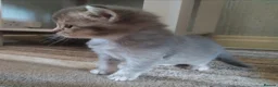 Ragdoll cats for sale: Ragdoll x - Advert 18