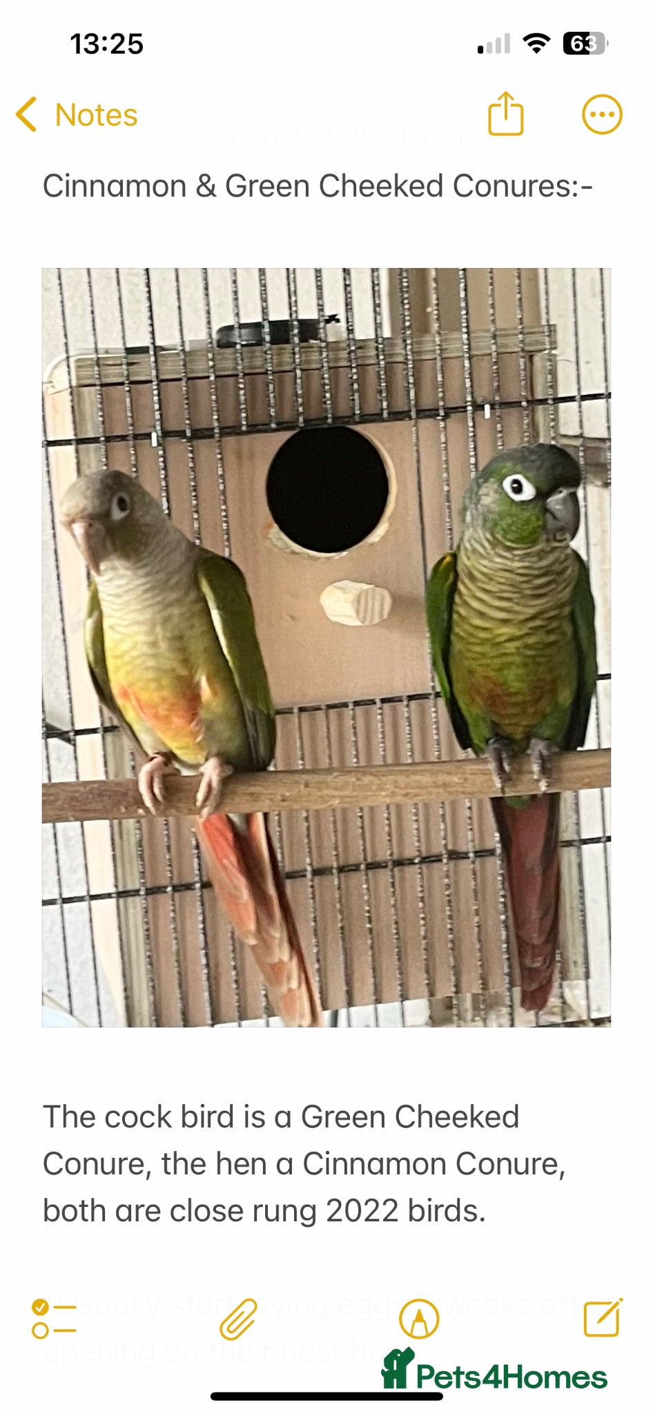 Conures birds Proven Pair of Green Cheeked Conures  - Advert 17