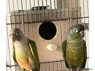 Conures birds Proven Pair of Green Cheeked Conures - Advert 17