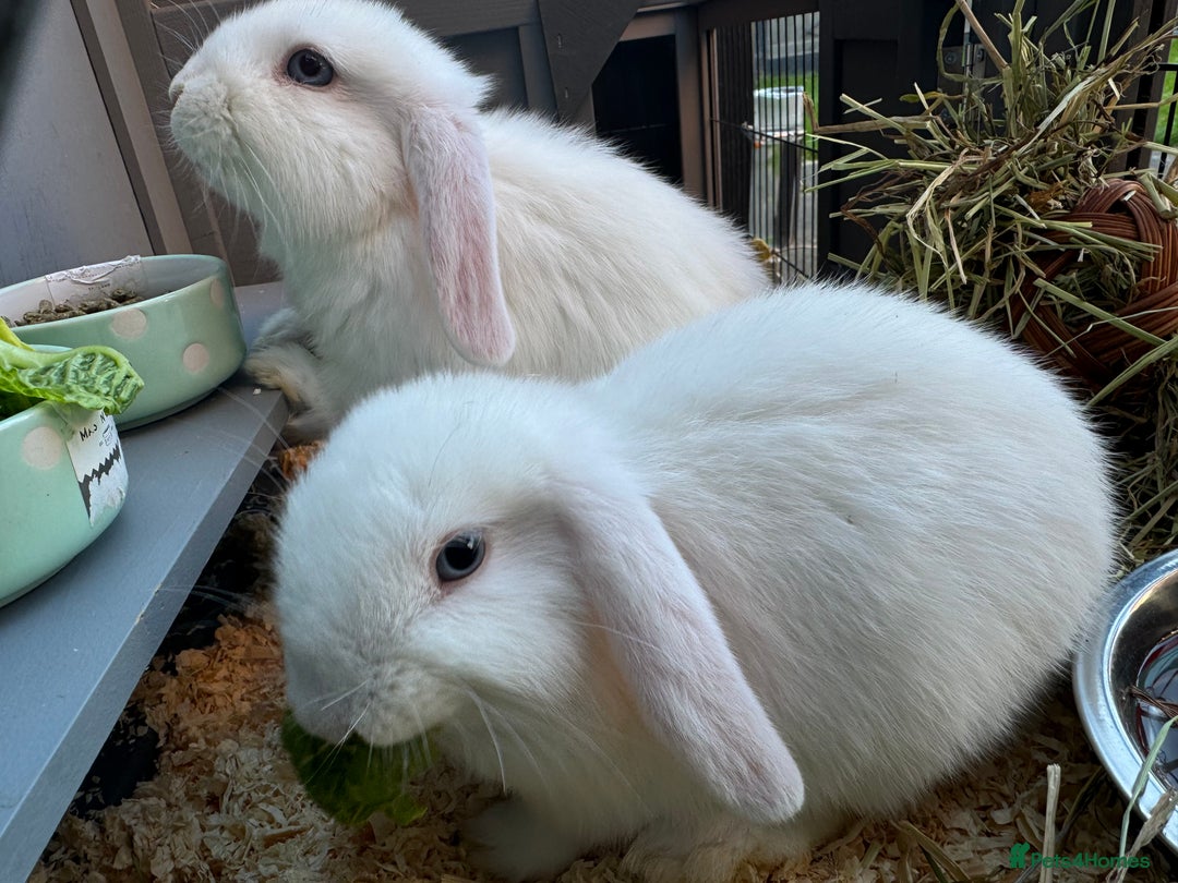 Mini Lop rabbits for sale: X2 male mini lop FREE to good home  - Image 7