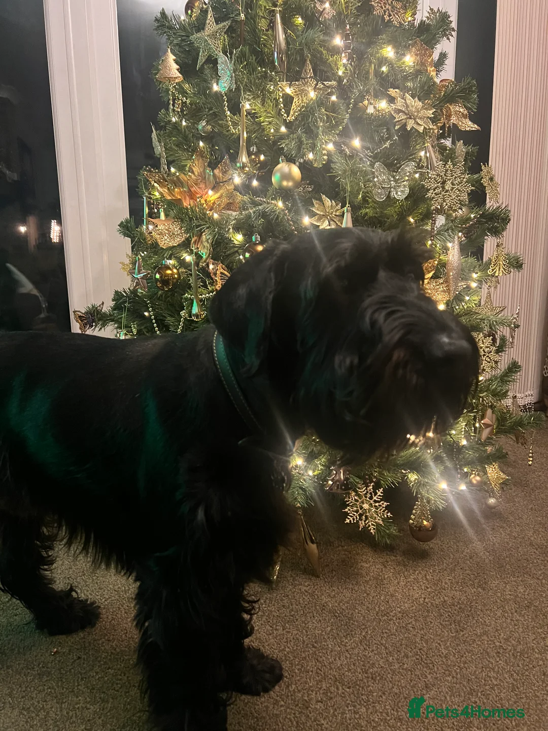 Schnauzer dogs for sale: Standard schnauzer aged 2 1/2 Boy  - Advert 9