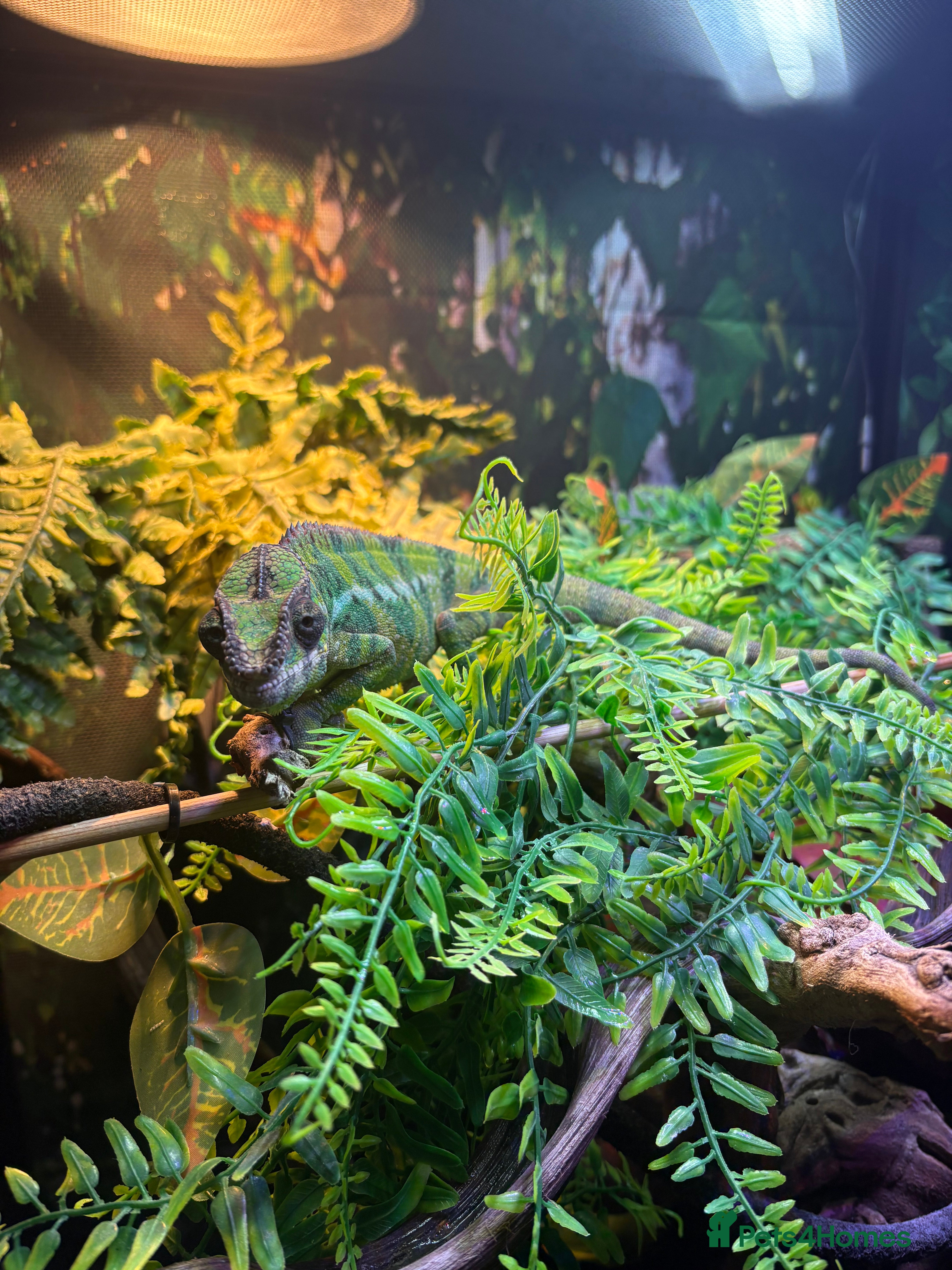 Chameleon reptiles Chameleon and set up for sale - Advert 1