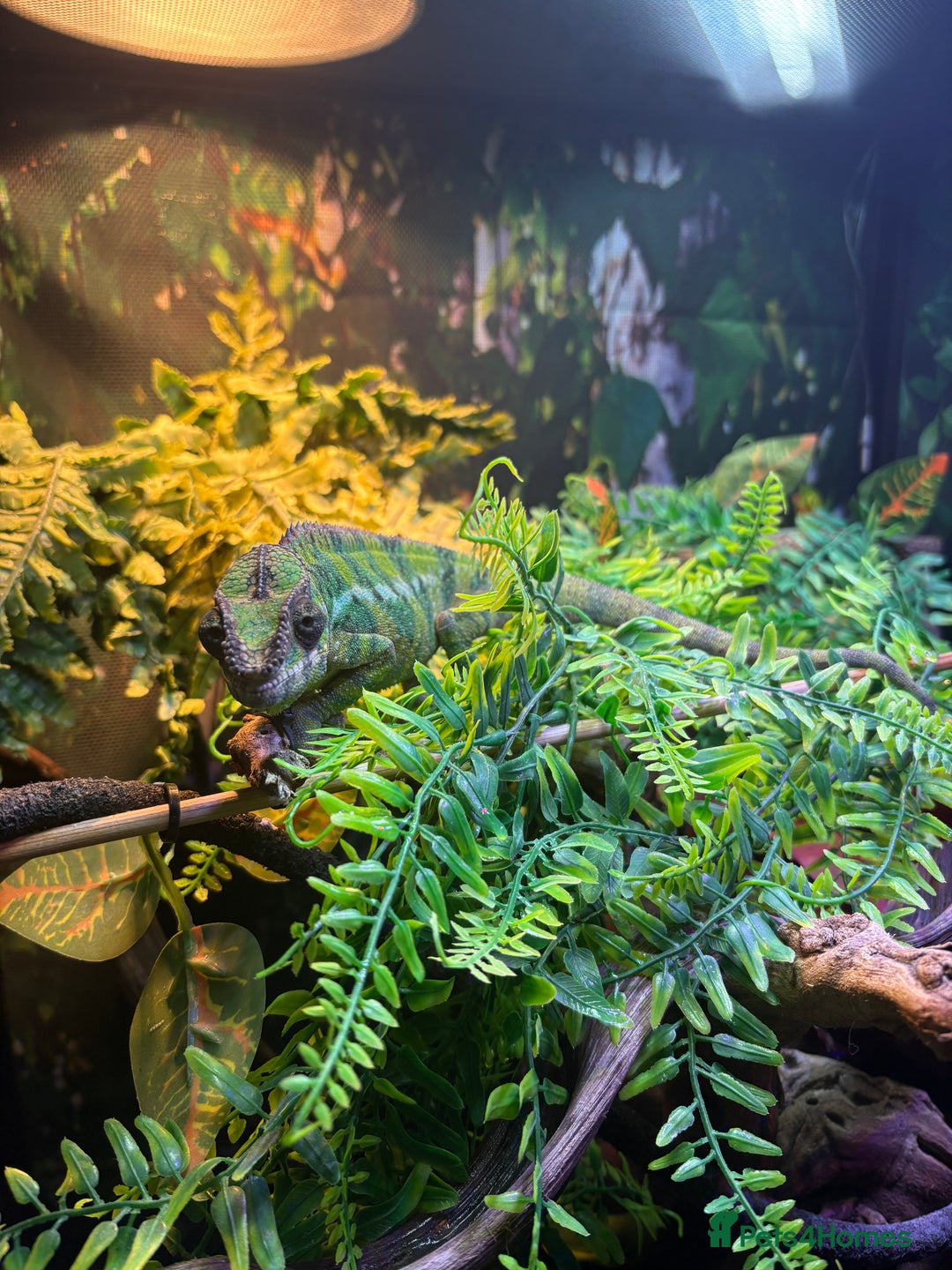 Chameleon reptiles for sale: Chameleon and set up for sale - Advert 1