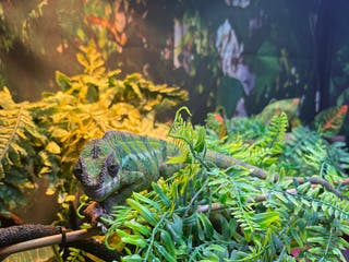 Chameleon reptiles Chameleon and set up for sale - Advert 2