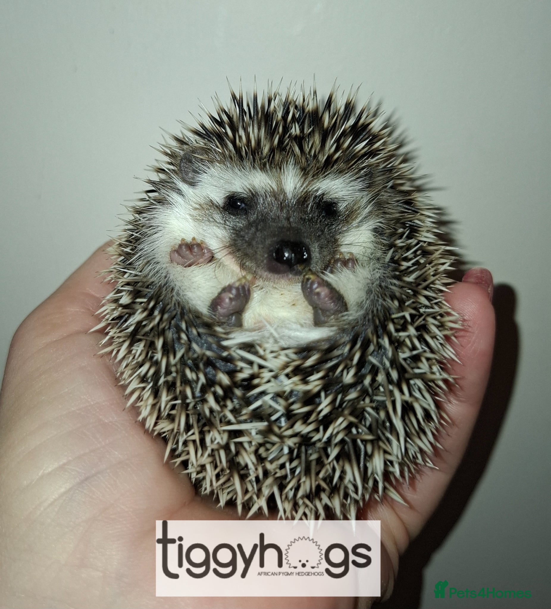 Pygmy Hedgehog rodents 1 handsome Male and 1 stunning female  - Advert 2