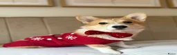 Welsh Corgi Pembroke dogs for stud: KC Registered Pembroke Welsh Corgi Stud Available in London - Advert 10