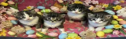 American Shorthair cats for sale: Kittens in Derby - Advert 1