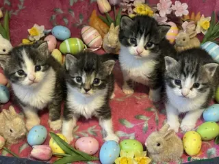 American Shorthair cats Kittens - Advert 10