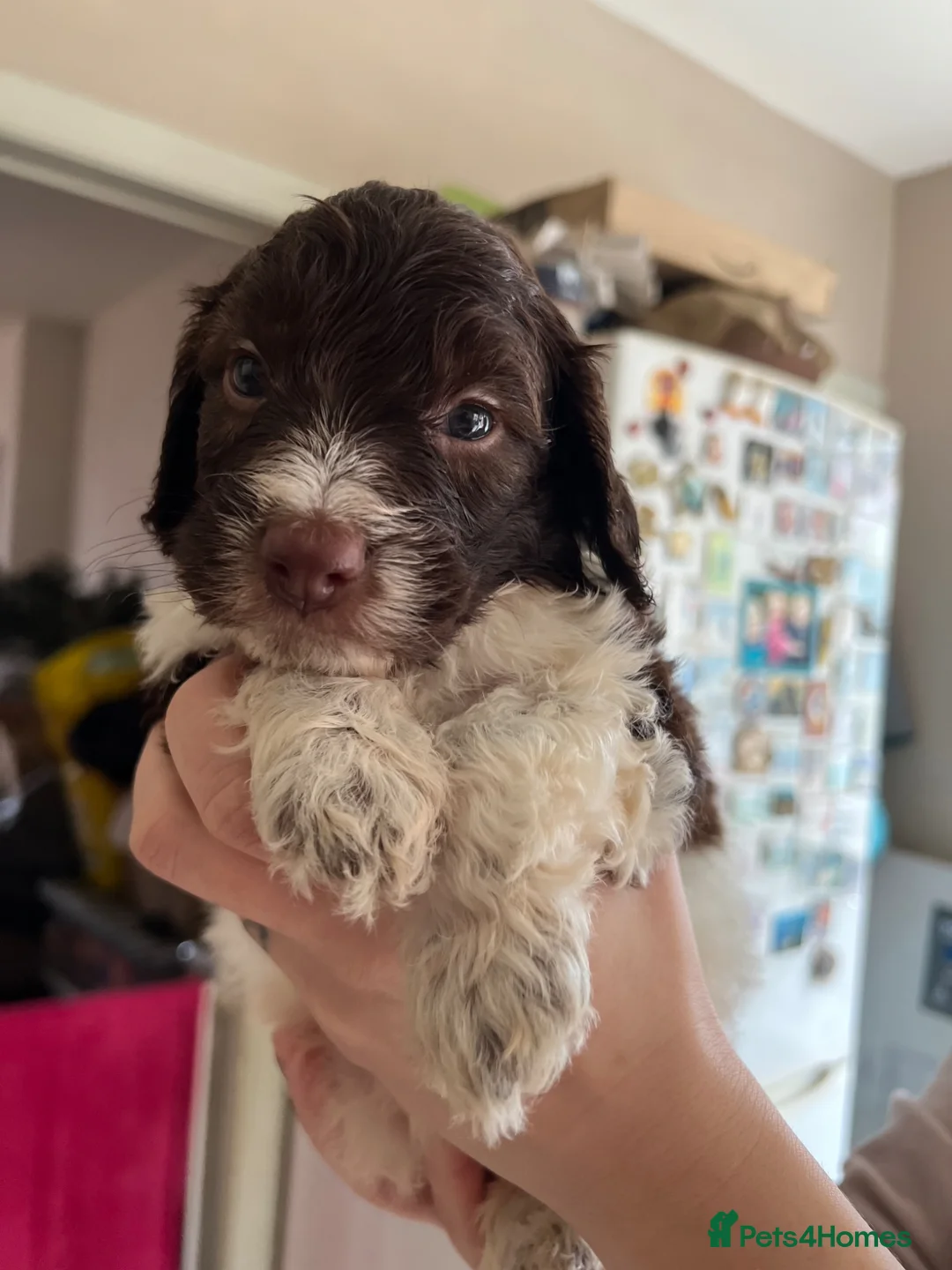 Cockapoo dogs for sale: Gorgeous F1 babies - vaccinated and ready to go - Advert 35