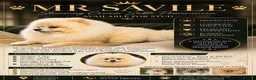 Pomeranian dogs for stud: Cream Sable Pomeranian Proven Stud - Mr Savile in Chesterfield - Advert 5