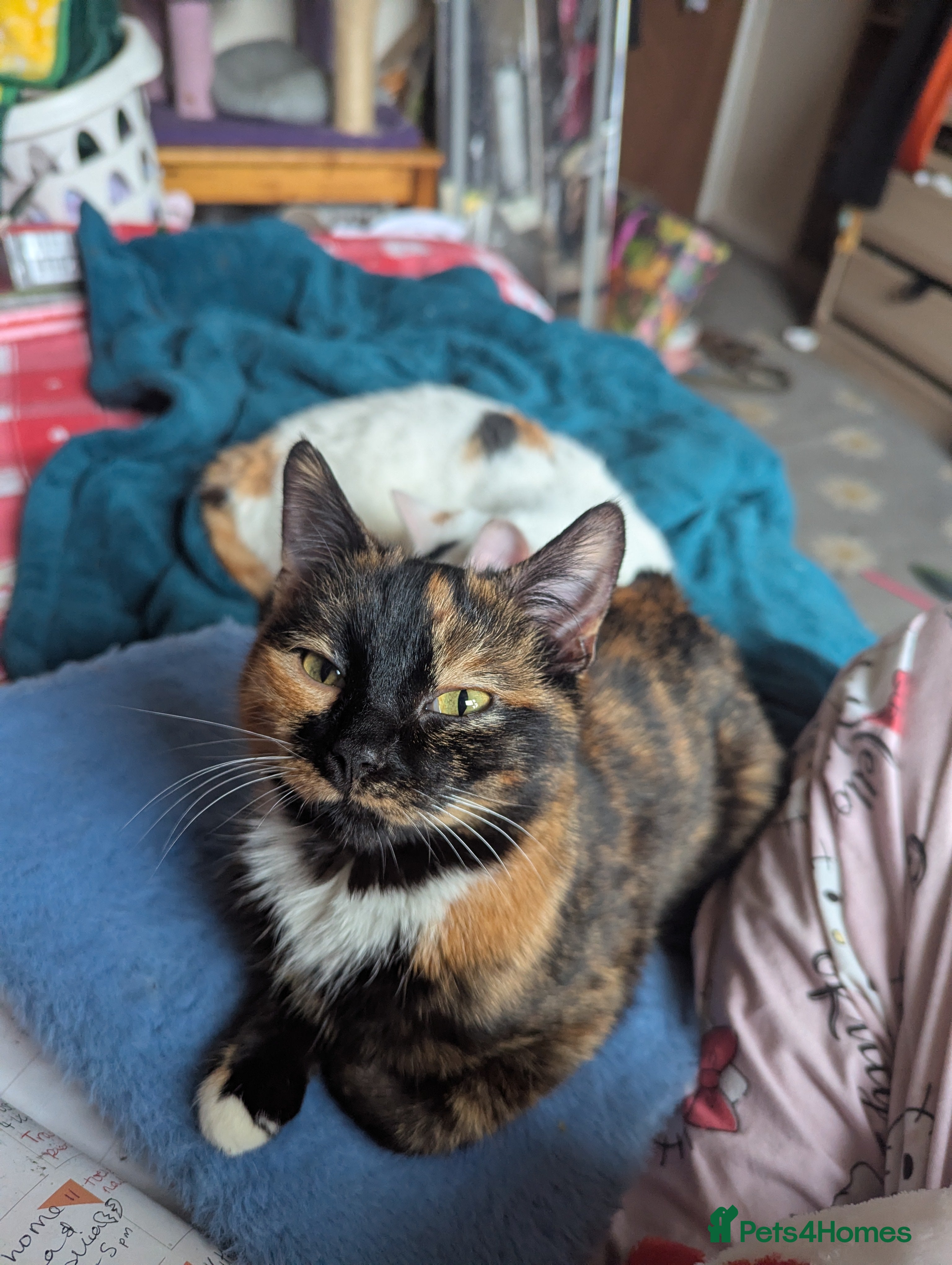 Mixed Breed cats Gorgeous 7 month old kittens  - Advert 7