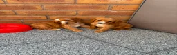 Cockalier dogs for sale:  Beautiful Cockalier puppies  - Advert 9