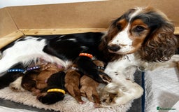 Cocker Spaniel dogs for sale: 🐾 Adorable Cocker Spaniel Puppies for Sale! 🐾  - Image 24