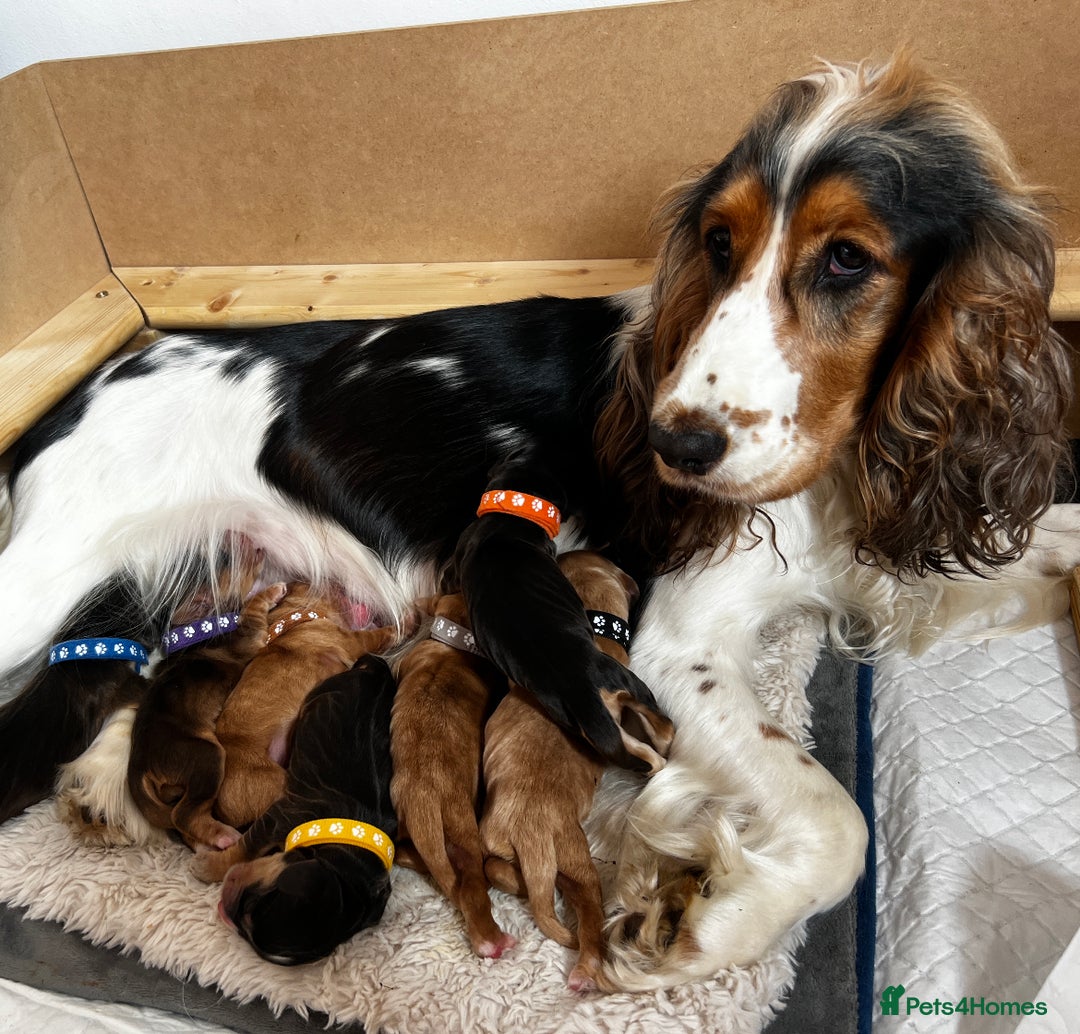 Cocker Spaniel dogs for sale: 🐾 Adorable Cocker Spaniel Puppies for Sale! 🐾  - Image 24