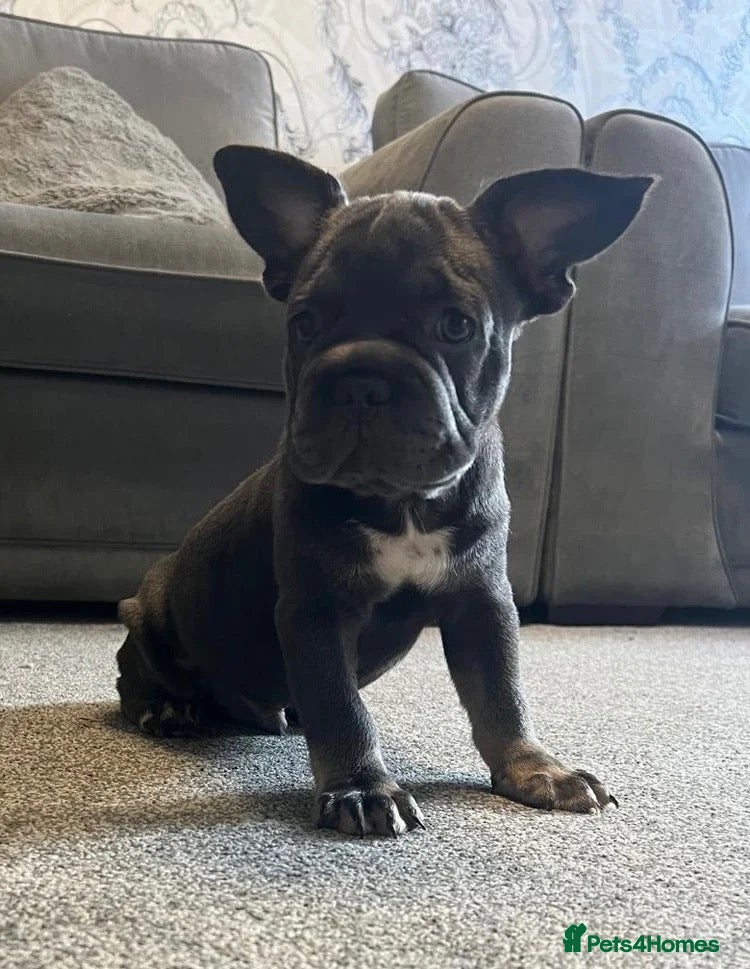 French Bulldog dogs French bulldog puppies  - Advert 13