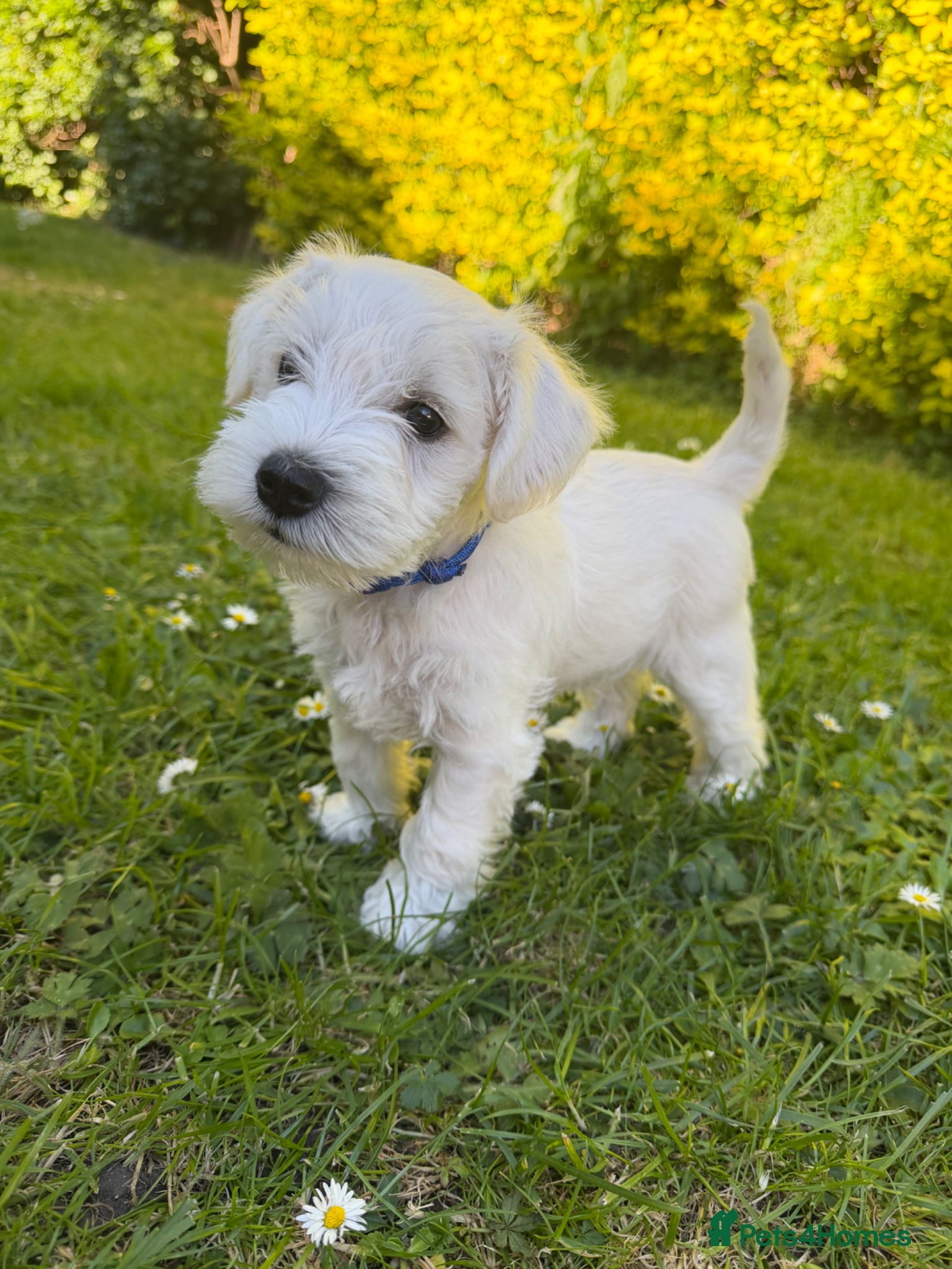 Miniature Schnauzer dogs for sale: Available: 🐾 3 Girls 🐾 2 Boys - Advert 9