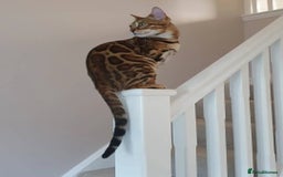 Bengal cats for sale: Samira  - Image 4