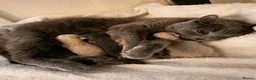 British Shorthair cats for sale: Beautiful British shorthair For Sale  - Advert 12
