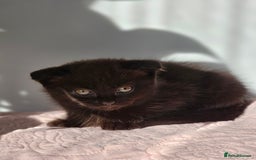 Mixed Breed cats for sale: Scottish Fold Kittens! Ready for loving home - Image 32