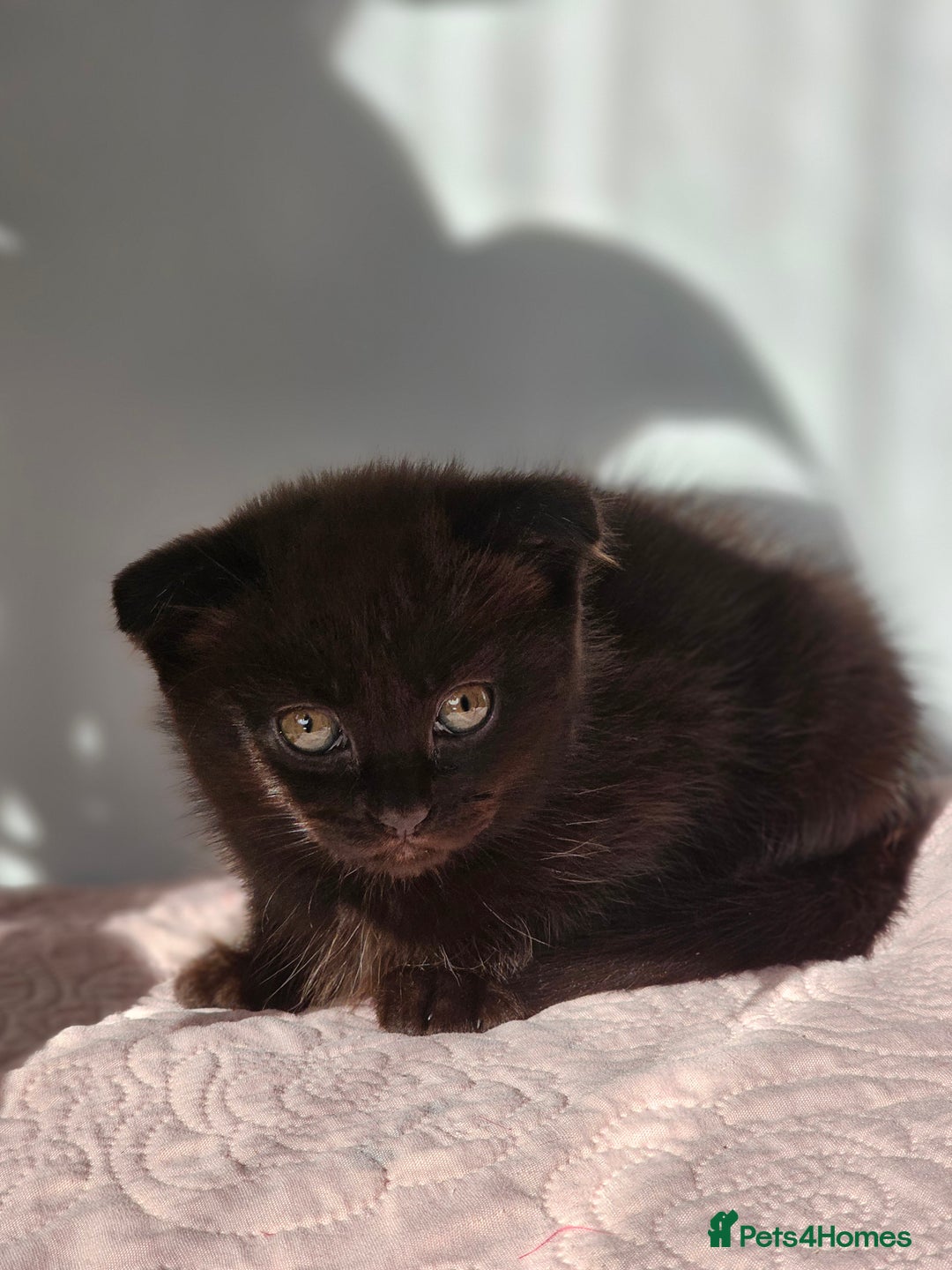 Mixed Breed cats for sale: Scottish Fold Kittens! Ready for loving home - Image 32