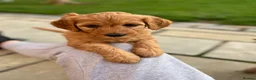 Double Doodle dogs for sale: Doubledoodle puppies  - Advert 6