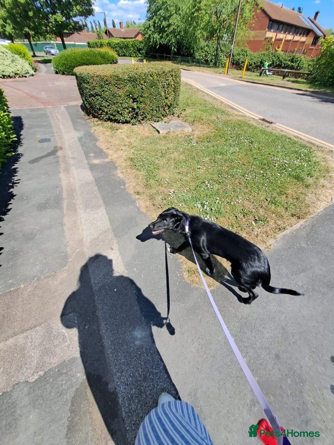 Mixed Breed dogs for sale: Lab X Collie, 9 Months Old, Seeking a Forever Home - Image 8