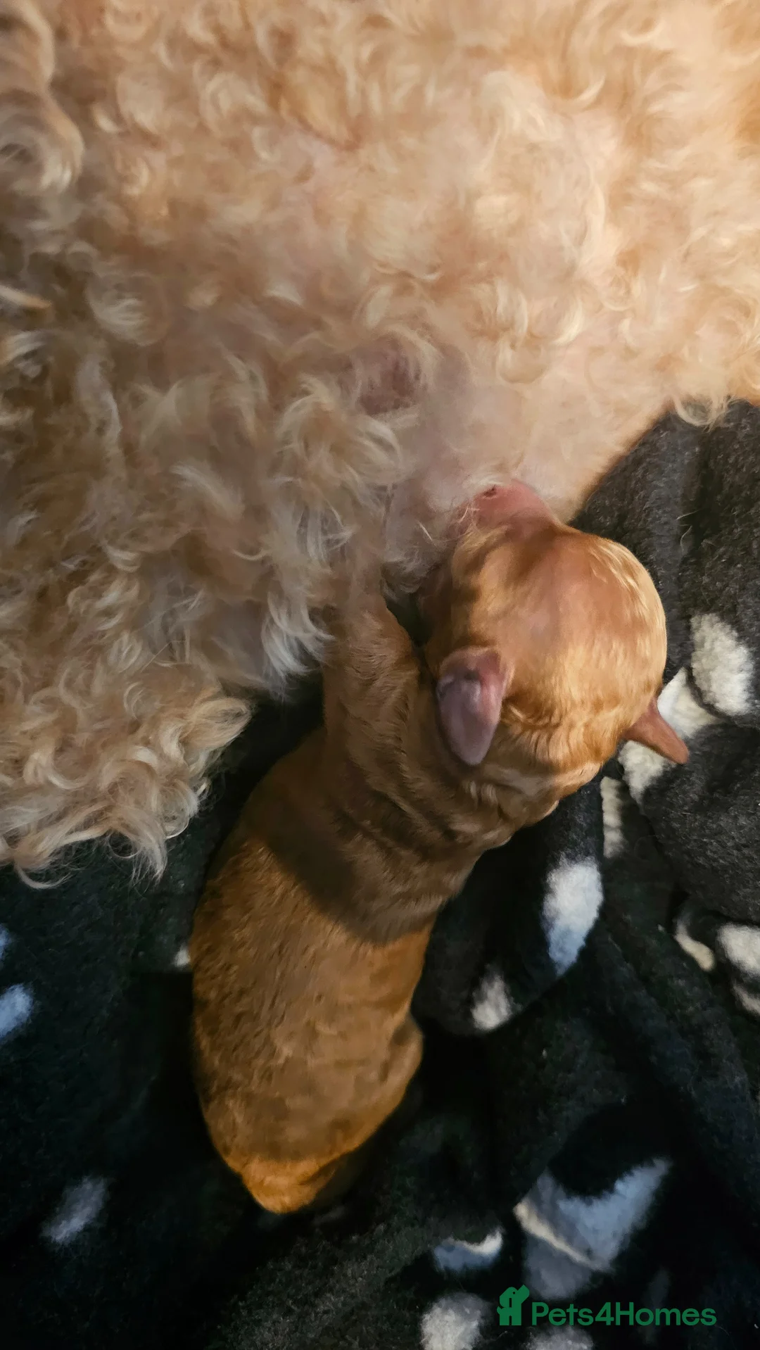Toy Poodle dogs for sale: CH blood line, red toy poodles, Crufts  - Advert 1