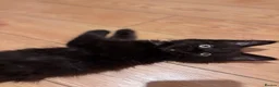 Maine Coon cats for sale: ✨ Last Remaining Black Smoke Maine Coon Kitten - Advert 2