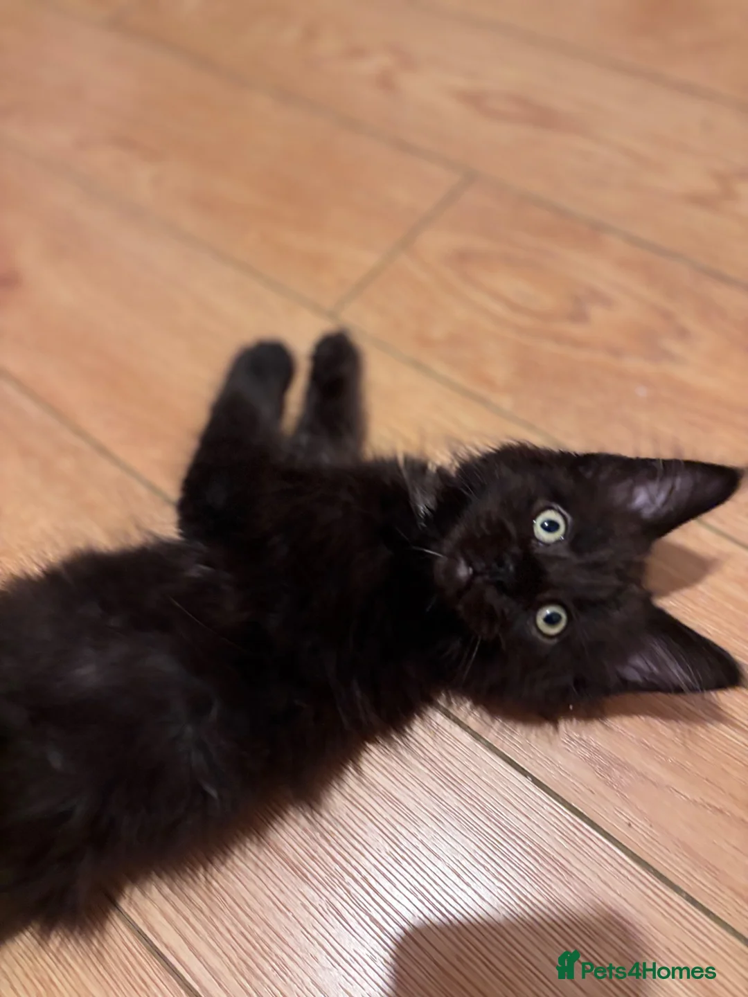 Maine Coon cats for sale: ✨ Last Remaining Black Smoke Maine Coon Kitten - Advert 2