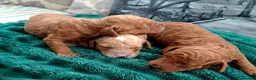 Miniature Poodle dogs for sale: KC MINIATURE POODLES  - Advert 7