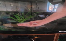 Axolotl reptiles for sale: 2 Axolotl  - Image 6