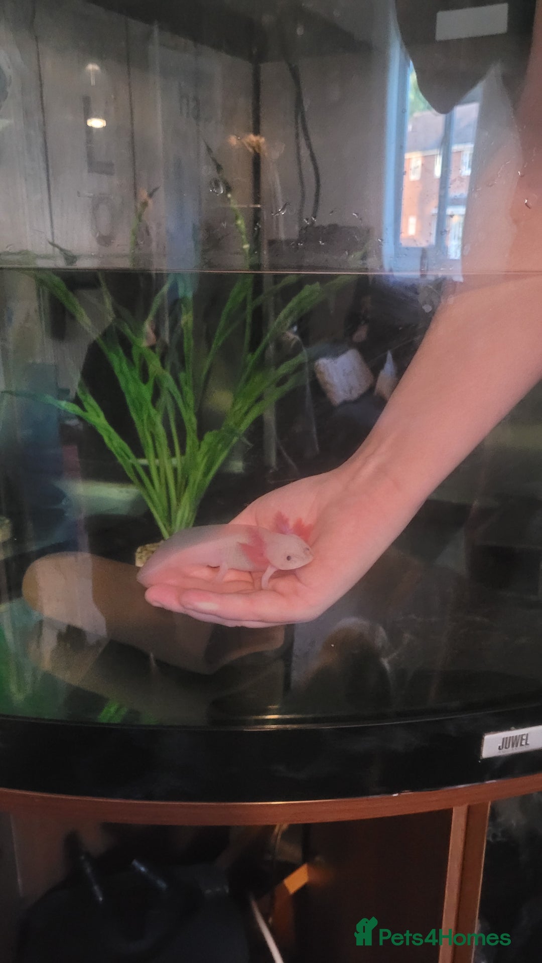 Axolotl reptiles for sale: 2 Axolotl  - Image 6
