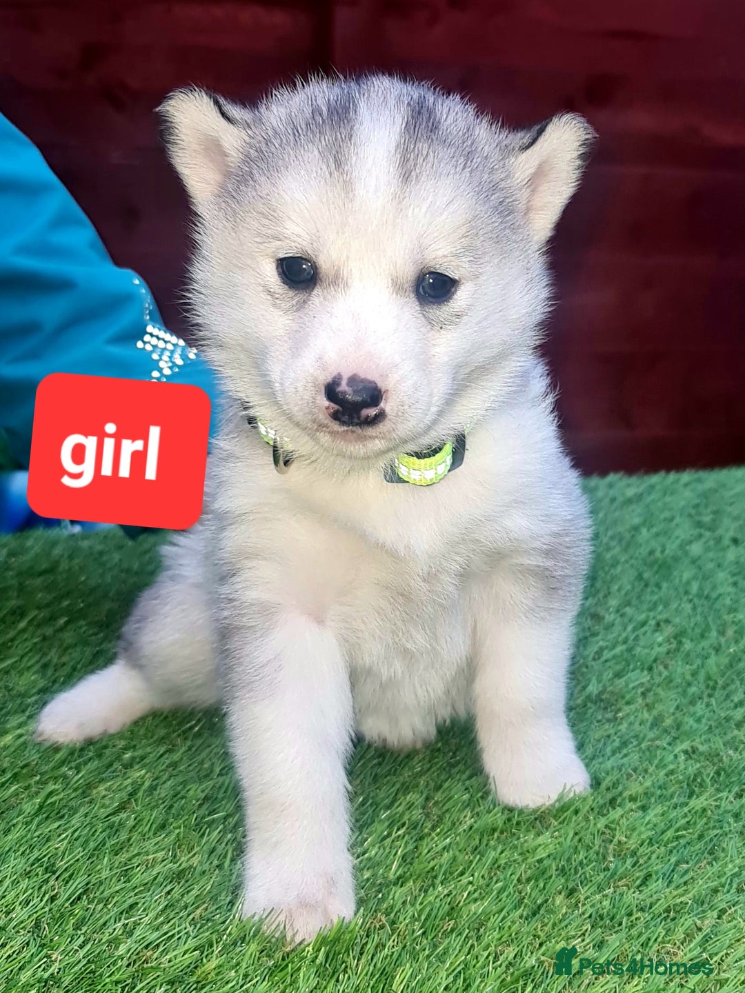 Siberian Husky dogs for sale: 6 siberian husky  - Advert 24