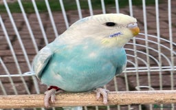 Budgerigars birds for sale: Young budgies for sale in Norbury - Image 4