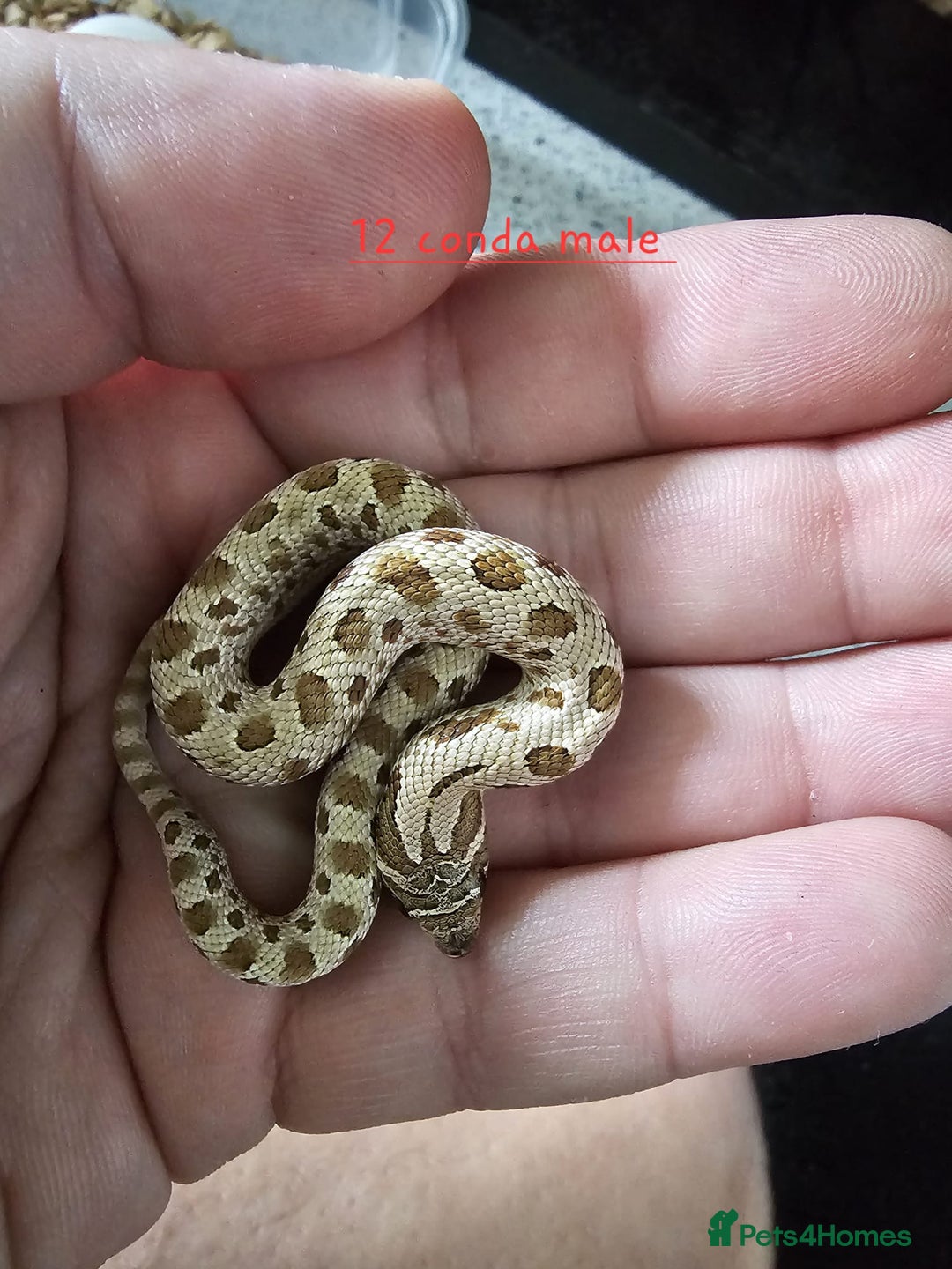 Snake reptiles for sale: Western Hognose Snakes Adults&Hatchlings - Image 15