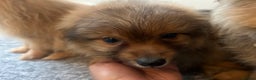 Mixed Breed dogs for sale: The cutest Pups: German & Japanese Pomeranian - Advert 32