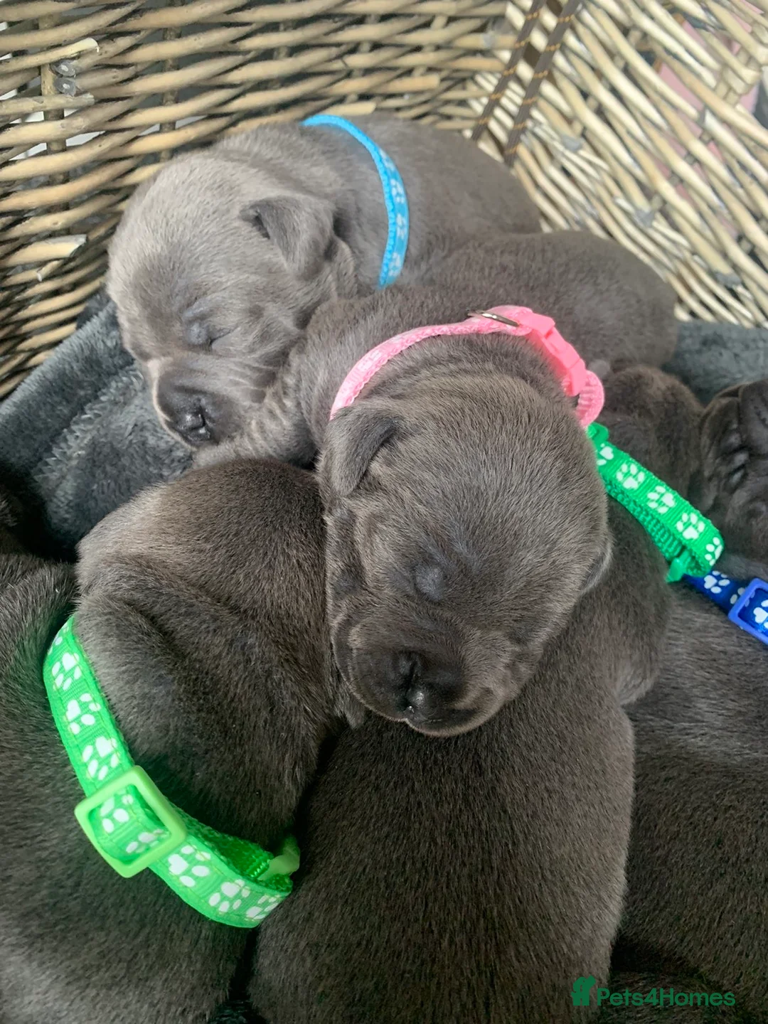 Staffordshire Bull Terrier dogs for sale: ⭐️Blue staffy pups ⭐️ - Advert 2