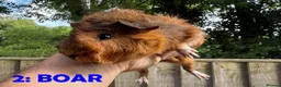 Guinea Pig rodents for sale: Guinea Pigs - Ready Now - Advert 3