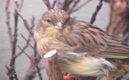 Canaries birds for sale: 2025 young aviary bred canaries for sale - Image 4