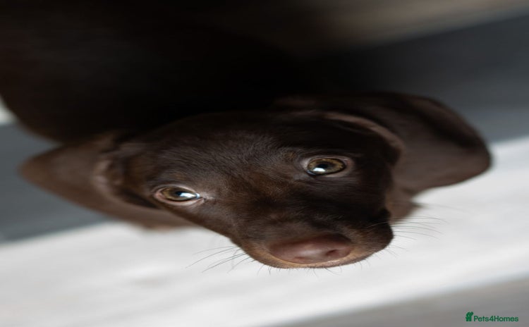 Dachshund dogs - Advert 6