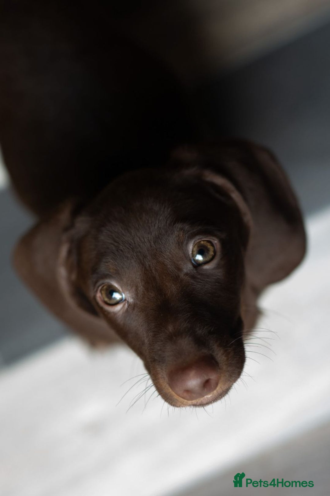 Dachshund dogs for sale: 5 weeks insurance  miniature dachshunds puppies - Image 1